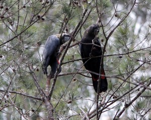 Black Cockatoos in a tree