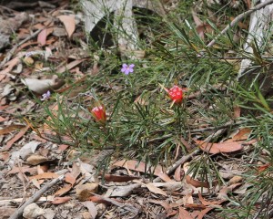 Lambertia formosa flowers