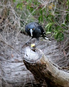A Currawong eating a piece of apple