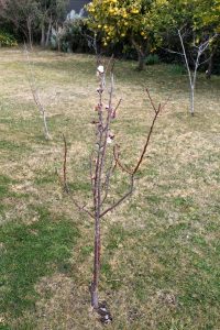 Our apricot tree in August 2014.