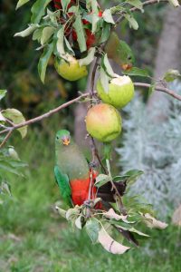 King parrots eating apples
