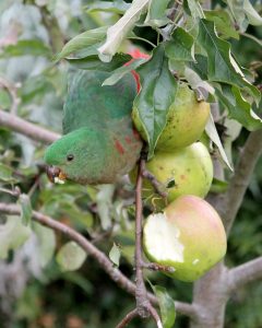 Our apples being eaten by a bird.
