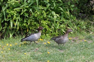 Ducks visiting our garden.