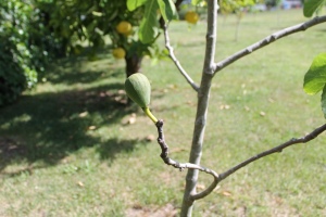 A fig on a fig tree.