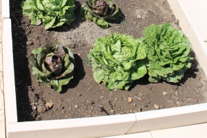 Five lettuce plants.