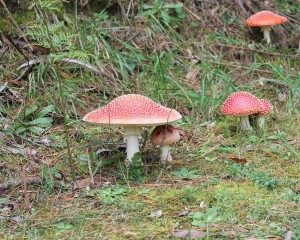 Toadstools in our local area