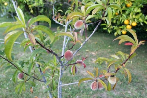 Our peach tree.