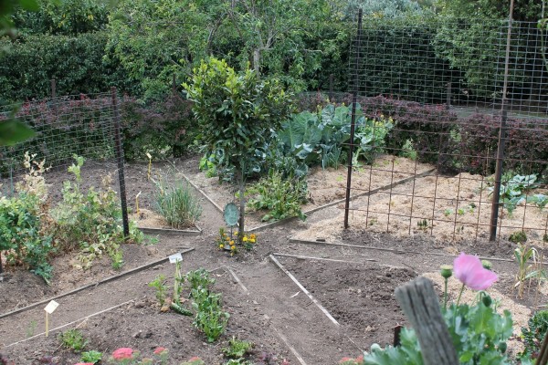 A veggie garden