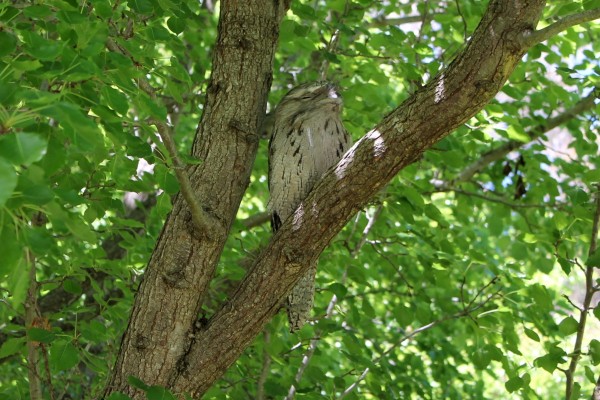 Tawny frogmouth in a tree.
