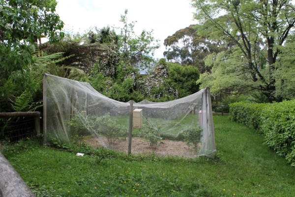 Garden bird netting.