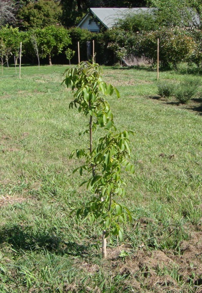 Young Walnut tree