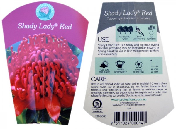 Growing Shady Lady Waratahs in Our Highland Garden